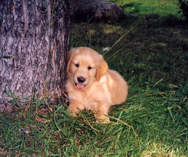 2004-08-01-merlin.jpg