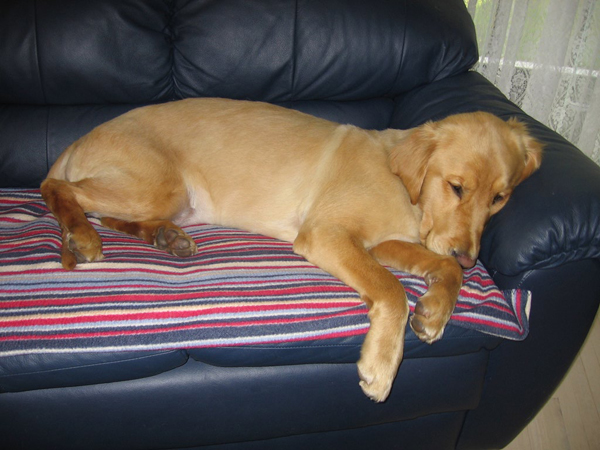 2005-08-10-merlin.jpg