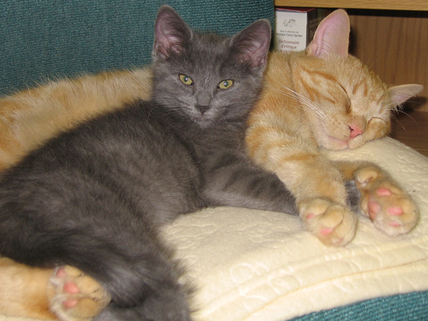 2005-fanfan-bebe-yuouri.jpg