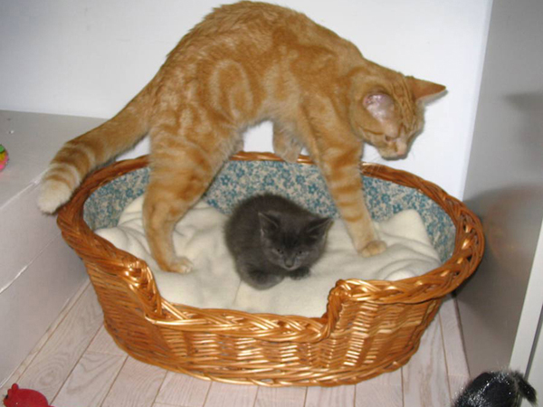 2005-youri-fanfan-bebe.jpg