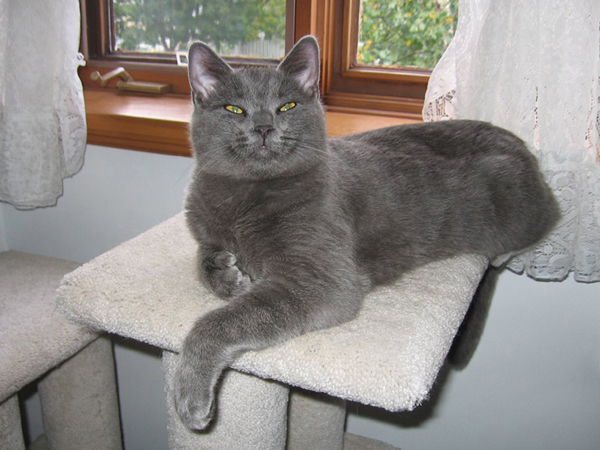 2006-fanfan-dominateur.jpg