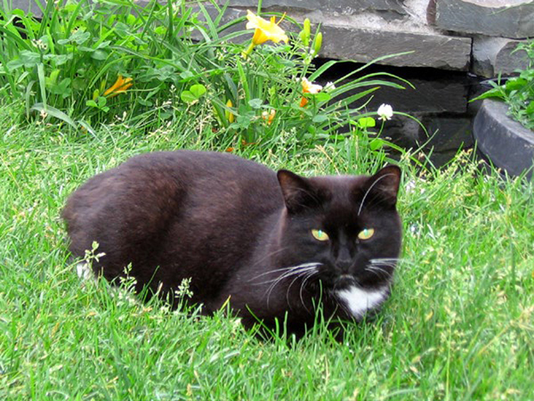 2006-filou-herbe.jpg