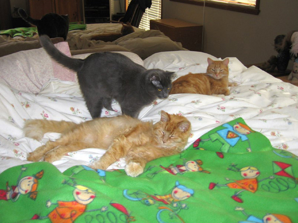 2008-trois-chats.jpg