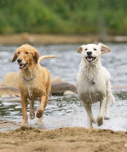 a-1-chiens.jpg