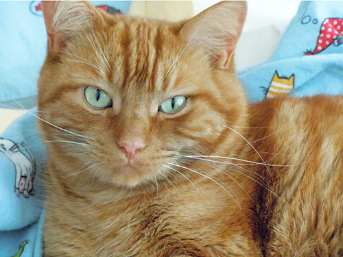 a-6-chat-animaux.jpg